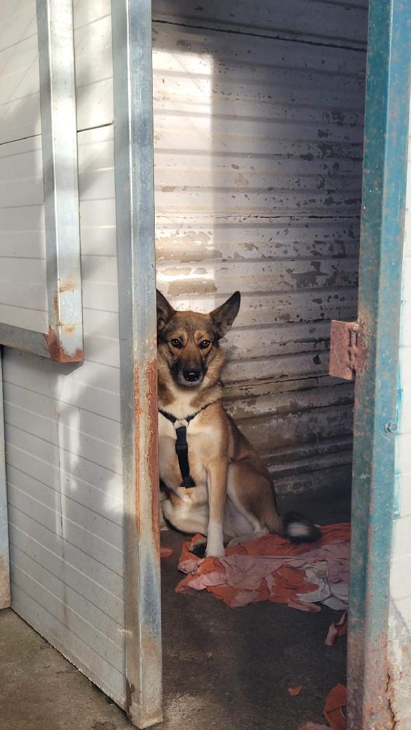 Anais, una splendida lupetta Foto 5